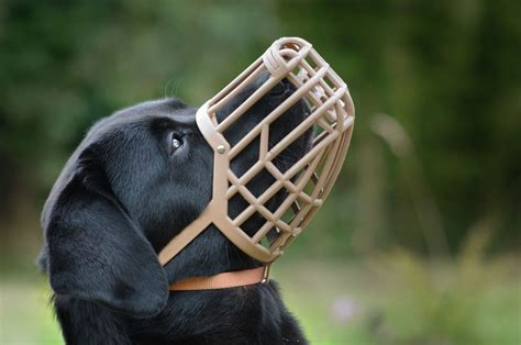 dog muzzle